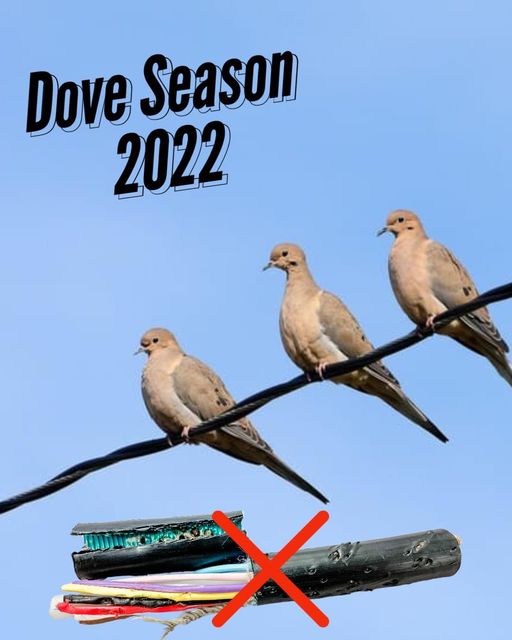 doves