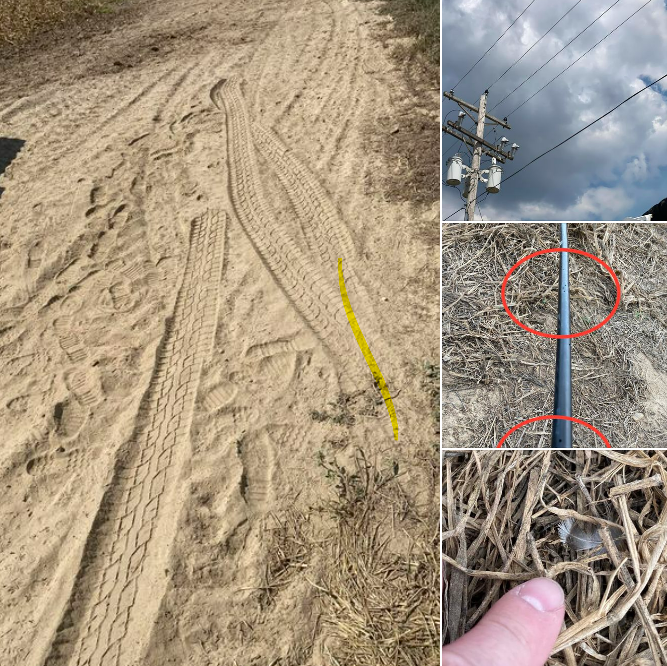 Birds On Power Lines